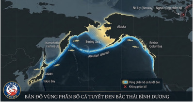 Cá tuyết đen Alaska, Na Uy hay Canada: loại nào tốt hơn?