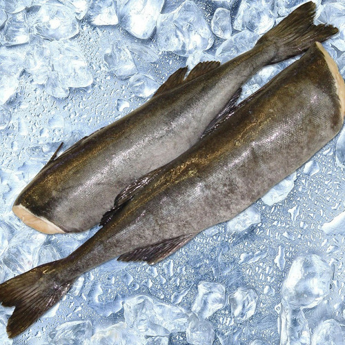 Cá tuyết than Alaska (Black Cod) - Nguyên con (H&G) 1.8 - 2.2kg - Hình 3