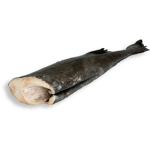 Cá tuyết than Alaska (Black Cod) - Nguyên con (H&G) 1.8 - 2.2kg - Hình 1