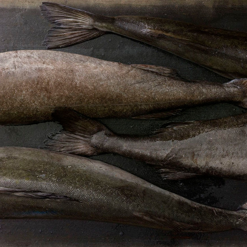 Cá tuyết than Alaska (Black Cod) - Nguyên con (H&G) 3.3kg+ - Hình 3