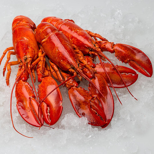 Tôm hùm Canada Nguyên con hấp - Size 350g-400g - Hình 1