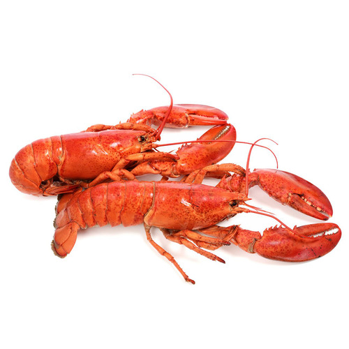Tôm hùm Canada Nguyên con hấp - Size 350g-400g - Hình 3