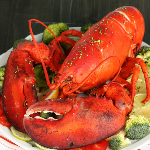 Tôm hùm Canada Nguyên con hấp - Size 350g-400g - Hình 4