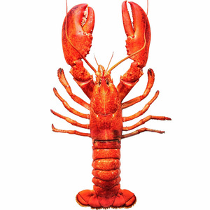 Lobster Canada Whole Cooked - Size 1000g