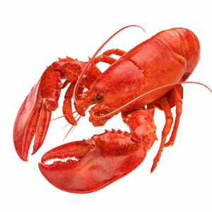 Lobster Canada Whole Cooked - Size 500g-600g