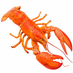 Lobster Canada Whole Cooked - Size 600g-700g