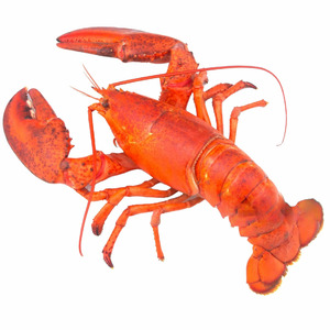 Lobster Canada Whole Cooked - Size 700g-800g