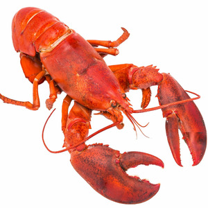 Lobster Canada Whole Cooked - Size 800g-900g