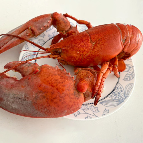 Lobster Canada Whole Cooked - Size 400g-450g - Hình 3