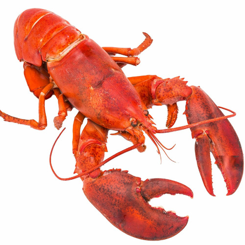 Lobster Canada Whole Cooked - Size 600g-700g - Hình 4