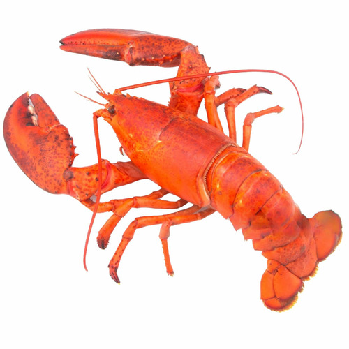 Lobster Canada Whole Cooked - Size 600g-700g - Hình 5