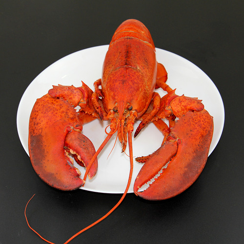 Lobster Canada Whole Cooked - Size 400g-450g - Hình 6