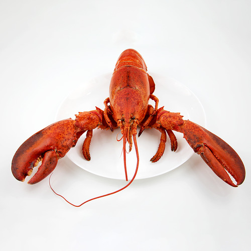 Lobster Canada Whole Cooked - Size 400g-450g - Hình 7