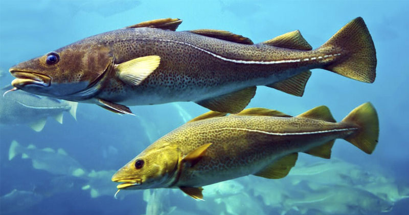 What is Cod Fish? Types of Cod Fish on the Market and How to Choose