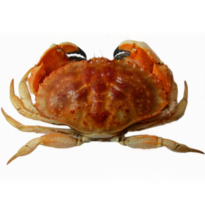 Whole Jonah Crab